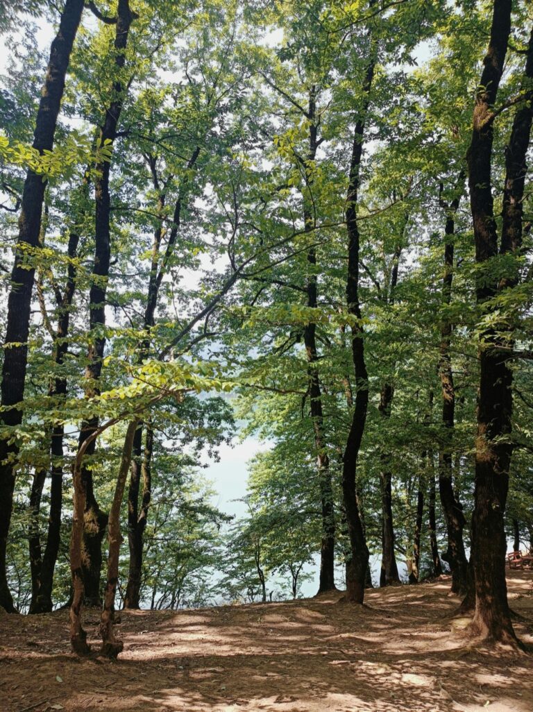 7 Hidden Gems With Natural Shade: How to Find Locals Keep Secret